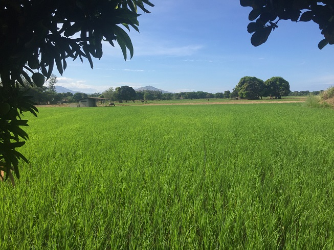 Picture Nature Lilet